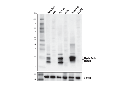 Myelin Basic Protein (E9P7U) Mouse mAb