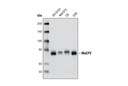 MeCP2 (D4F3) XP Rabbit mAb