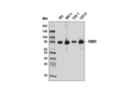 FXR1 (D10A2) XP Rabbit mAb