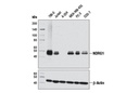 NDRG1 (D8G9) XP Rabbit mAb