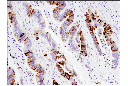 MUC5AC (E3O9I) XP Rabbit mAb