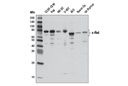 c-Rel (D4Y6M) Rabbit mAb