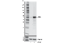 IRF-9 (D9I5H) Rabbit mAb (Mouse Specific)