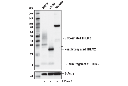 TREM2 (E7P8J) Rabbit mAb (Carboxy-terminal Antigen Mouse Specific)