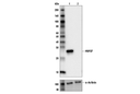 HSP27 (G31) Mouse mAb