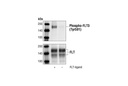 Phospho-FLT3 (Tyr591) (54H1) Mouse mAb