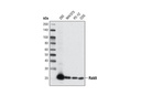 Rab9A (D52G8) XP Rabbit mAb