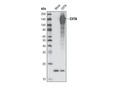 CIITA Antibody