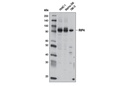 RIP4 Antibody