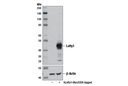 Lefty1 (D7E3G) Rabbit mAb