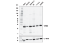 GRB2 (D2M8M) Rabbit mAb