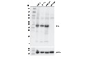 PTK6/BRK (D4O2D) Rabbit mAb
