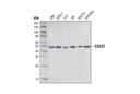 CDC37 (D11A3) XP Rabbit mAb