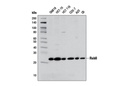 Rab8A (D22D8) XP Rabbit mAb