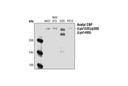 Acetyl-CBP (Lys1535)/p300 (Lys1499) Antibody