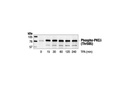 Phospho-PKCδ (Thr505) Antibody