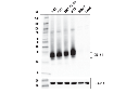 CD151 (E4I9J) XP Rabbit mAb