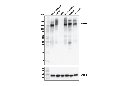 NCAM1 (CD56) (E7X9M) XP Rabbit mAb