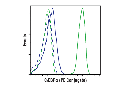 C/EBPα (D56F10) XP Rabbit mAb (PE Conjugate)