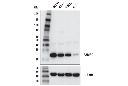 FAM3C (D1S2D) XP Rabbit mAb