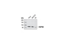 HSP90 (E289) Antibody