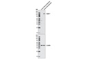 Lipin 1 Antibody