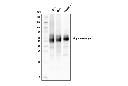Angiotensinogen Antibody