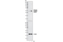 Phospho-Vimentin (Ser83) Antibody