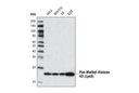 Pan-Methyl-Histone H3 (Lys9) (D54) XP Rabbit mAb