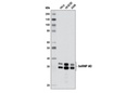 hnRNP A0 (D8A3) XP Rabbit mAb
