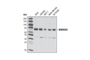 MARCKS (D88D11) XP Rabbit mAb