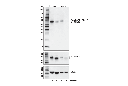 Phospho-ATF-2 (Thr71)/ATF-7 (Thr53) (E4A5G) XPRabbit mAb