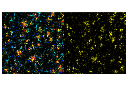 Iba1/AIF-1 (E4O4W) XP Rabbit mAb (Alexa Fluor 555 Conjugate)