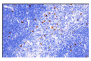 Klrb1c/CD161c (E6Y9G) Rabbit mAb