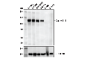 Cadherin-6 (D3T3I) Rabbit mAb