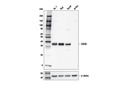CD20 (E7B7T) XP Rabbit mAb