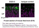 Anti-Reelin (CR-50) mAb