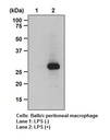 Anti-Mincle (Mouse) mAb