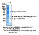 Anti-DDDDK-tag mAb-Magnetic Beads