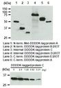 Anti-DDDDK-tag mAb