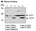 Anti-LC3 pAb