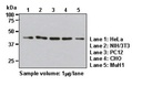 Anti-β-Actin pAb