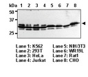 Anti-ELAVL1 (HuR) pAb