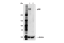 p300 (E6D1T) Rabbit Monoclonal Antibody