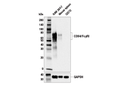 CD64/Fc gammaRI (E2O4L) Rabbit Monoclonal Antibody