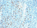 Anti-Biotin抗体[Hyb-8]
