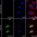 Alexa Fluor 488 Anti-BrdU antibody [BU1/75 (ICR1)]