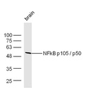 细胞核因子p50/k基因结合核因子抗体