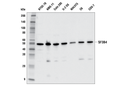 SF3B4 Antibody