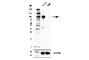 MAP7 Antibody